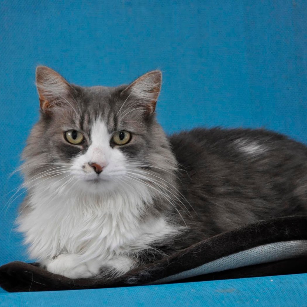 Canicat services, pension chats et chiens 3